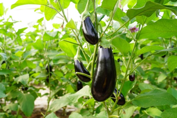 berenjena Serafina Ramiro Arnedo