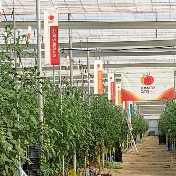Seminis tomates rugoso