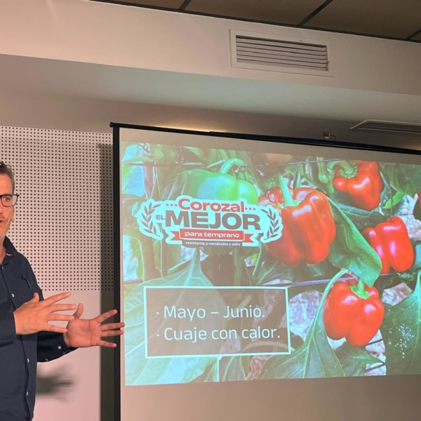 Corozal Meridiem Seeds