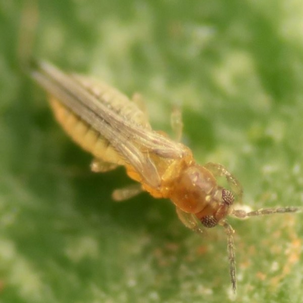 Scirtothrips cítricos