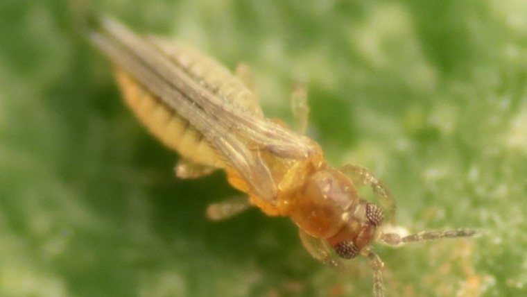 Scirtothrips cítricos