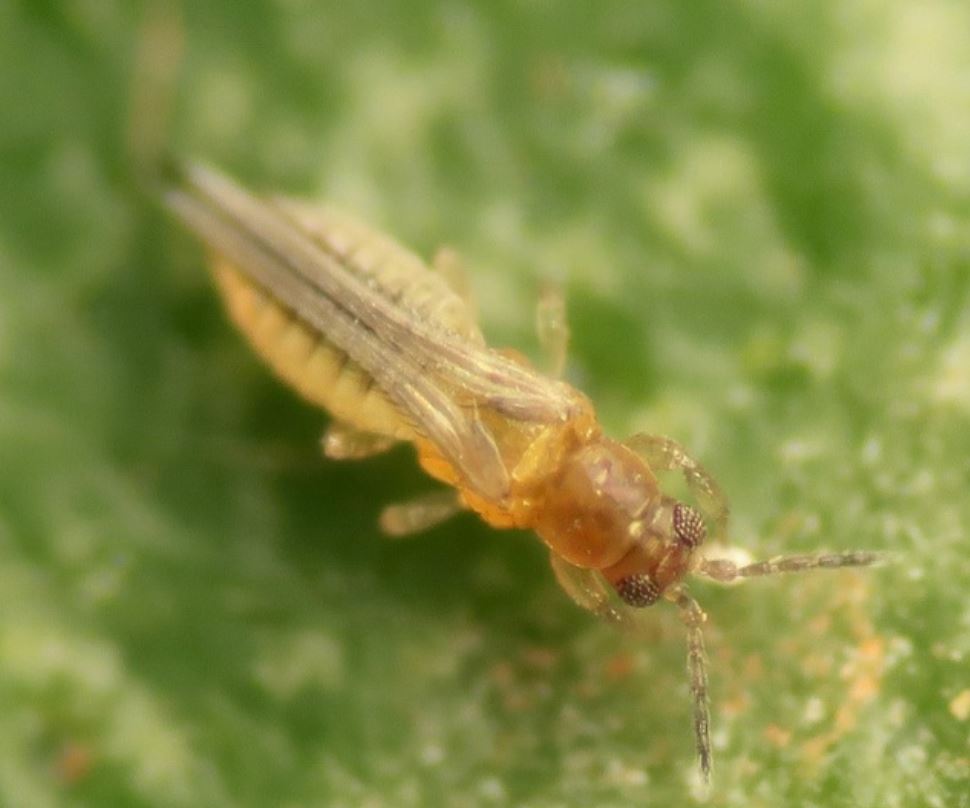 Scirtothrips cítricos