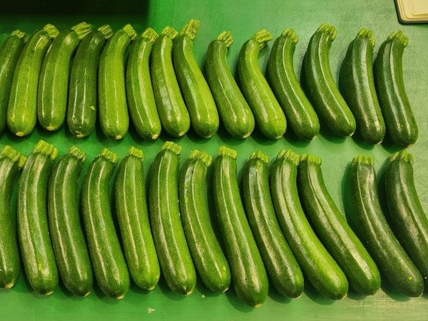calabacín segundas
