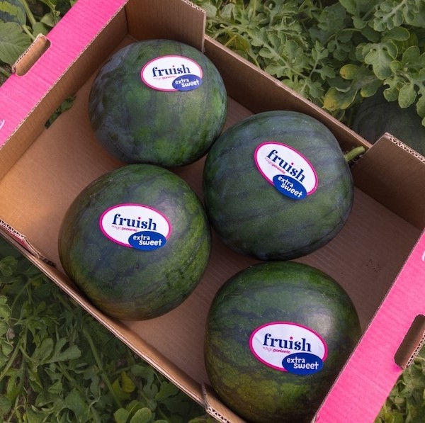 Agroponiente melón sandía