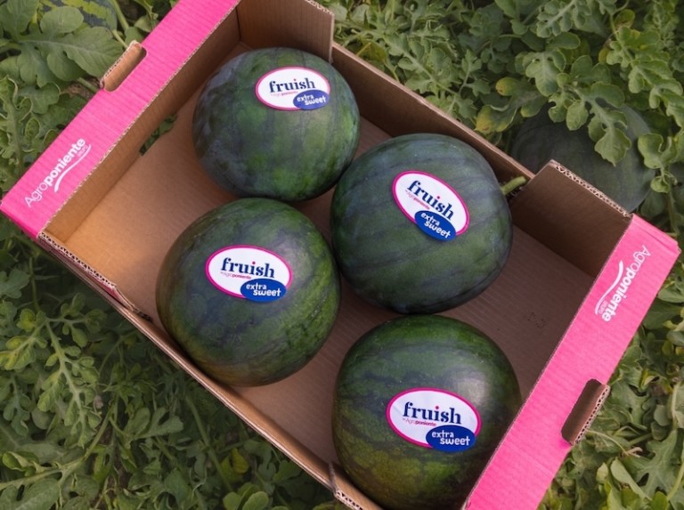 Agroponiente melón sandía