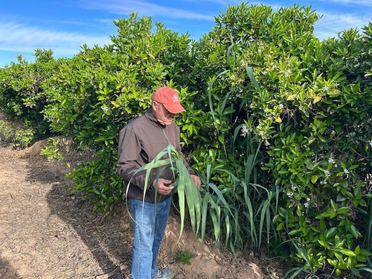 cañas cultivos Valencia