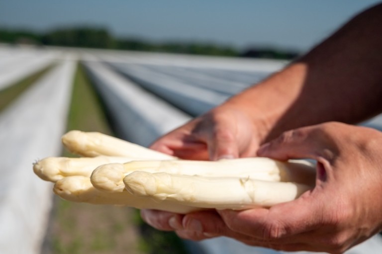 espárragos Alemania