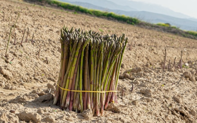 espárrago verde