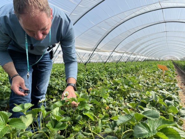 Koppert control biológico fresa