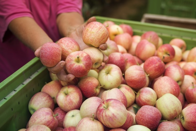cosecha peras manzanas
