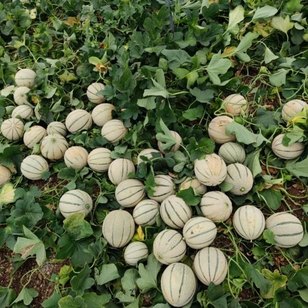 melón Marruecos
