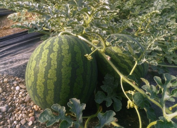 La mancha melón sandía