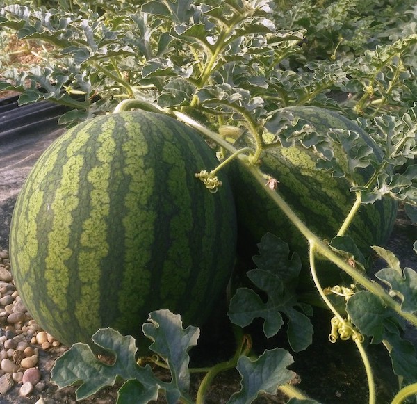 La mancha melón sandía