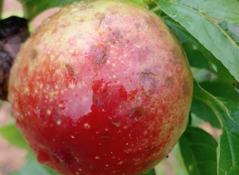 cultivos daños tormentas