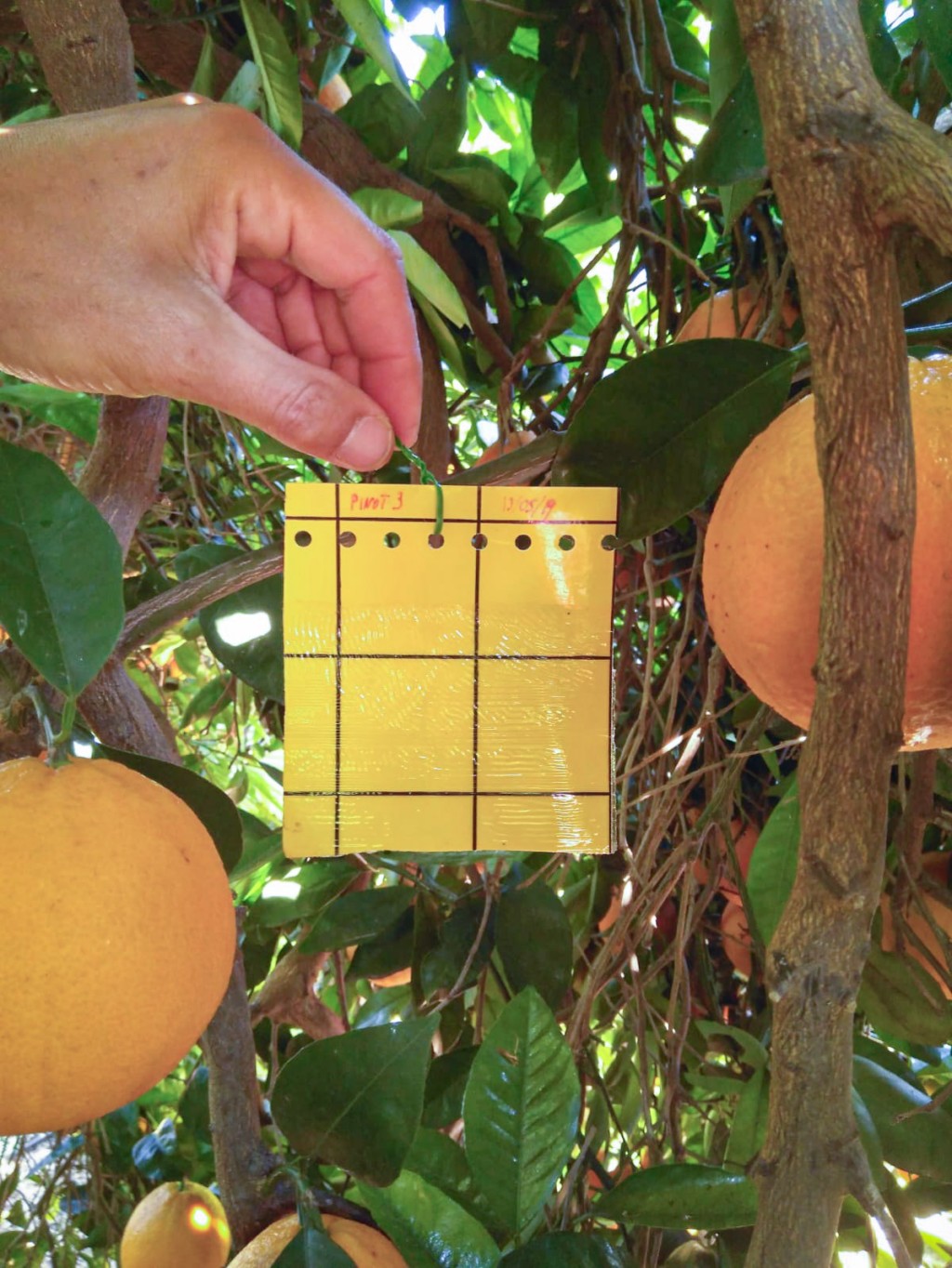 biodiversidad cultivos hortofrutícolas