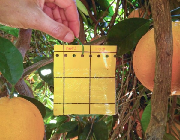 biodiversidad cultivos hortofrutícolas