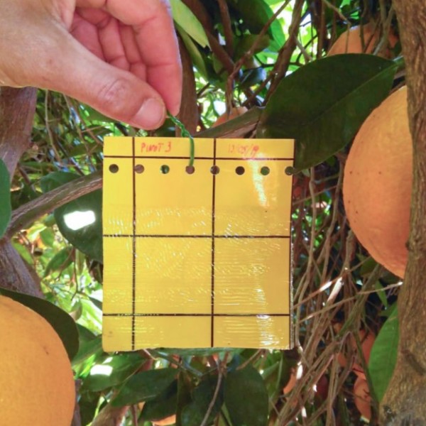 biodiversidad cultivos hortofrutícolas