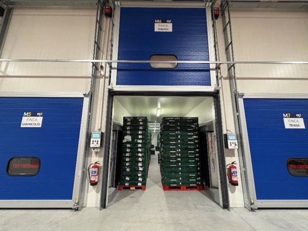 Europlátano maduración