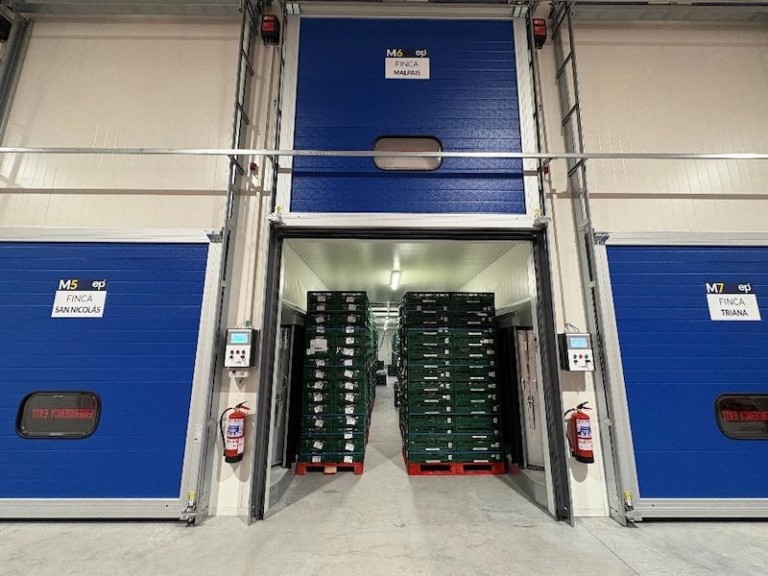 Europlátano maduración