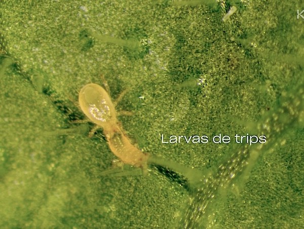 Koppert trips
