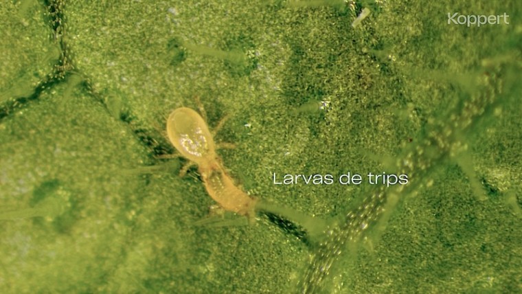 Koppert trips