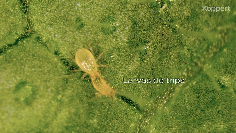 Koppert trips
