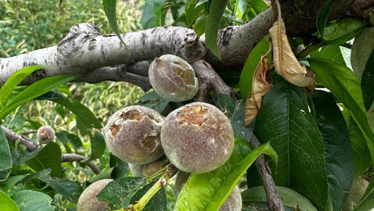 daños pedrisco