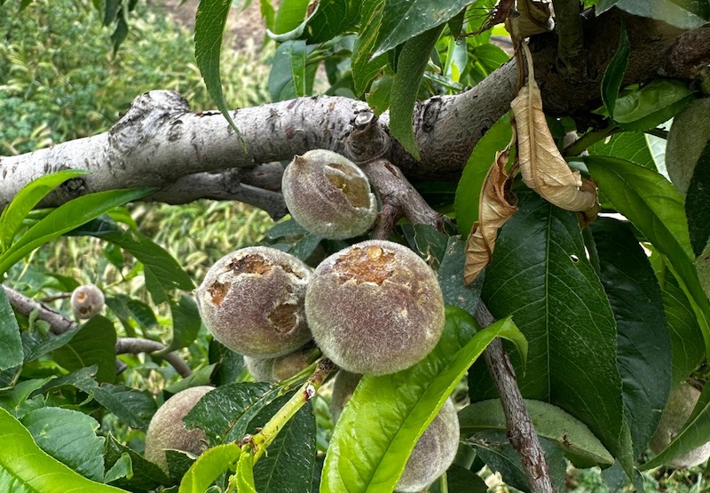 daños pedrisco