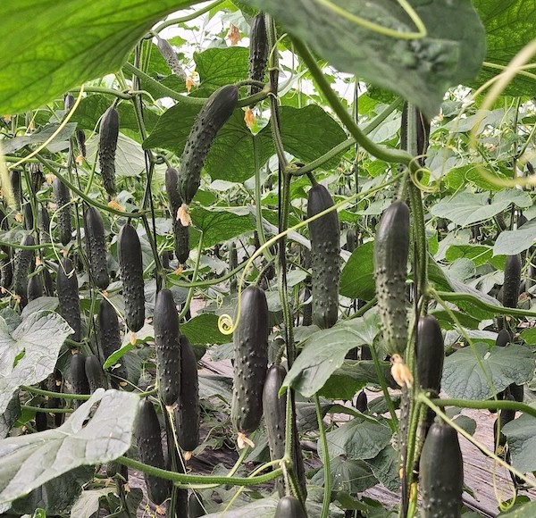 Bejo Infoagro