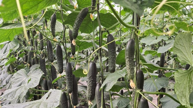 Bejo Infoagro