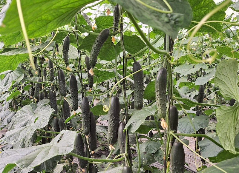 Bejo Infoagro