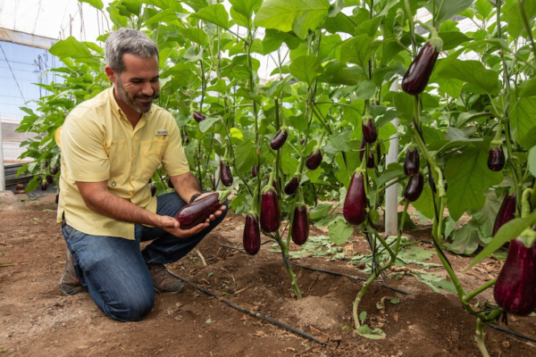 Augusto. Portainjertos