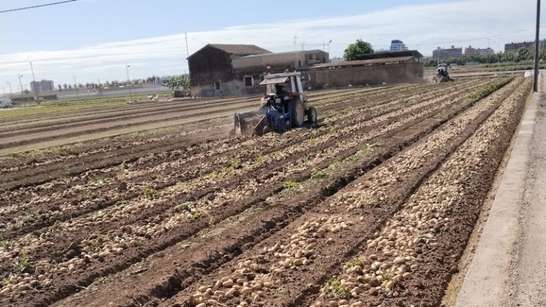 fertilizantes patata