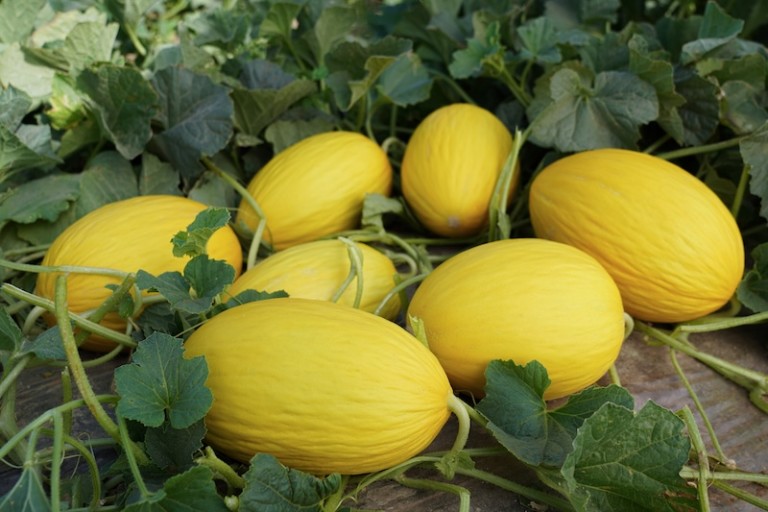 Ramiro Arnedo melón