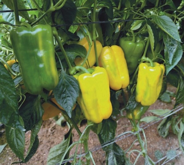 Lamuyo Meridiem Seeds