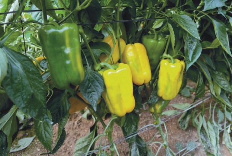 Lamuyo Meridiem Seeds