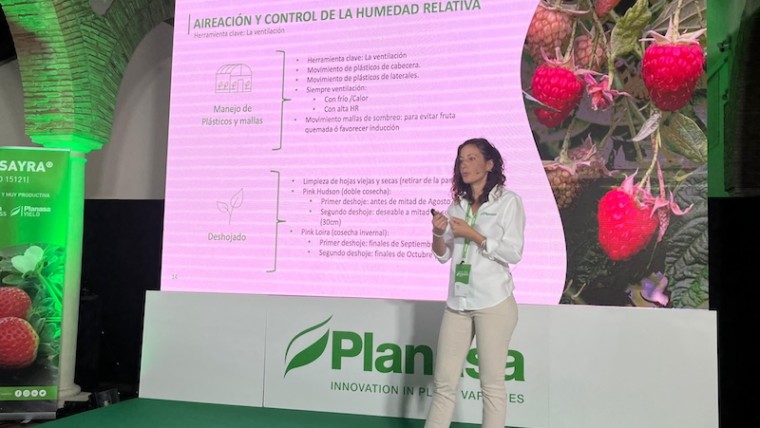 frambuesa Planasa