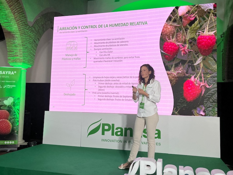 frambuesa Planasa