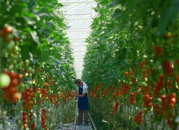 Fruitnet Tomato Congress