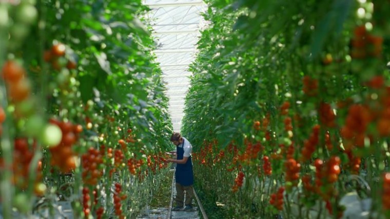 Fruitnet Tomato Congress