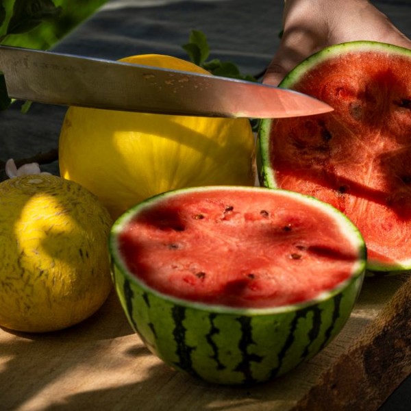Aarstiderne melón Piel de Sapo