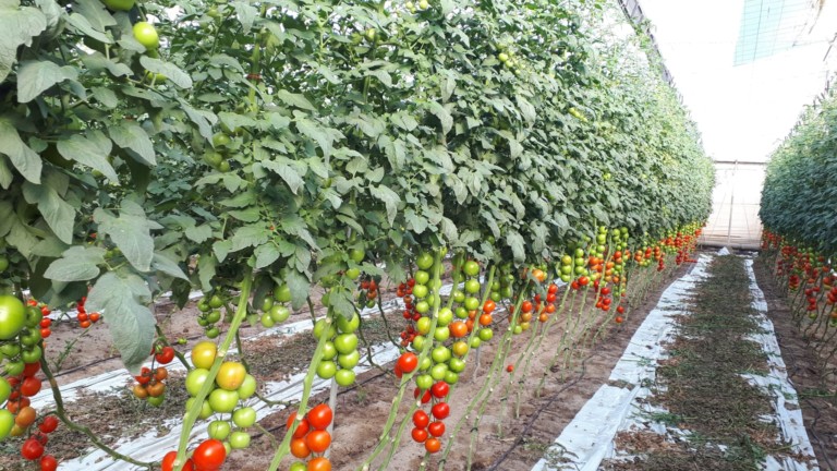 Alcazaba Semillas Fitó