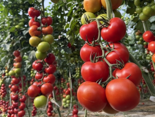 exportación tomate