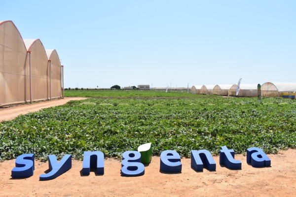 Syngenta melón sandía