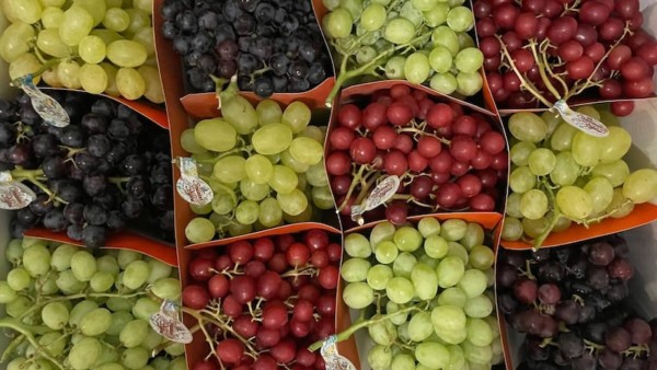 uva de mesa Frutínter