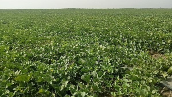 Cagpen melón y sandía