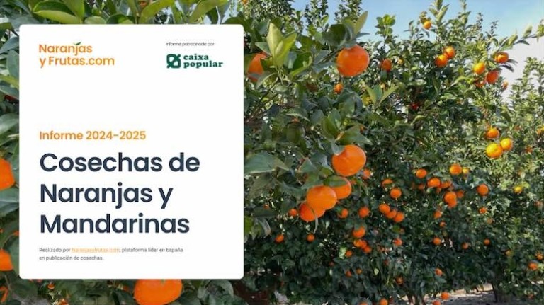 naranjasyfrutas cítricos