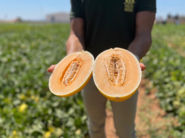Seminis melón
