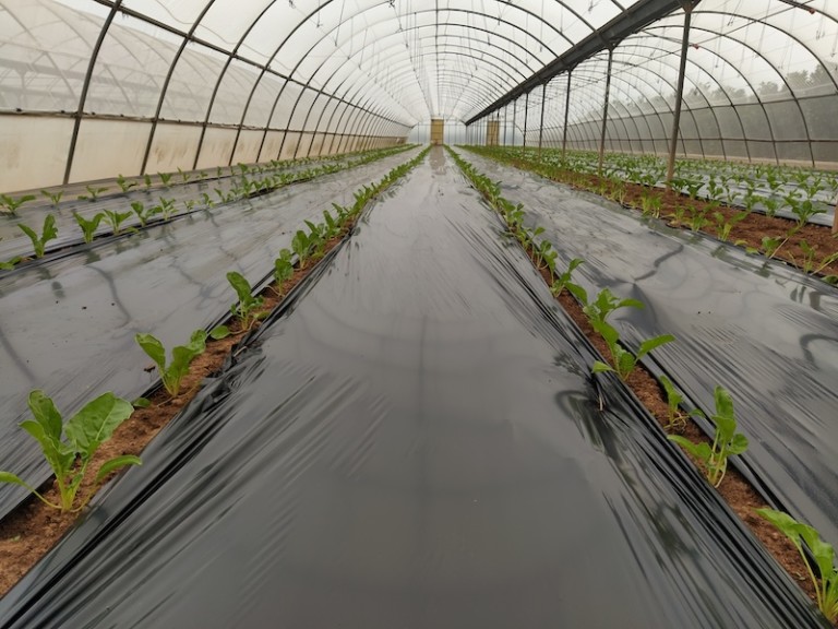 plásticos biodegradables