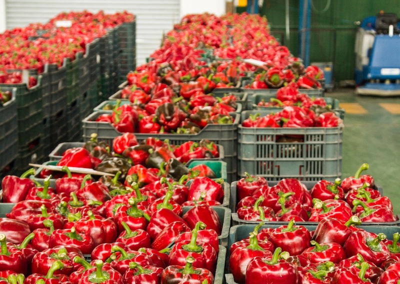 exportación Almería